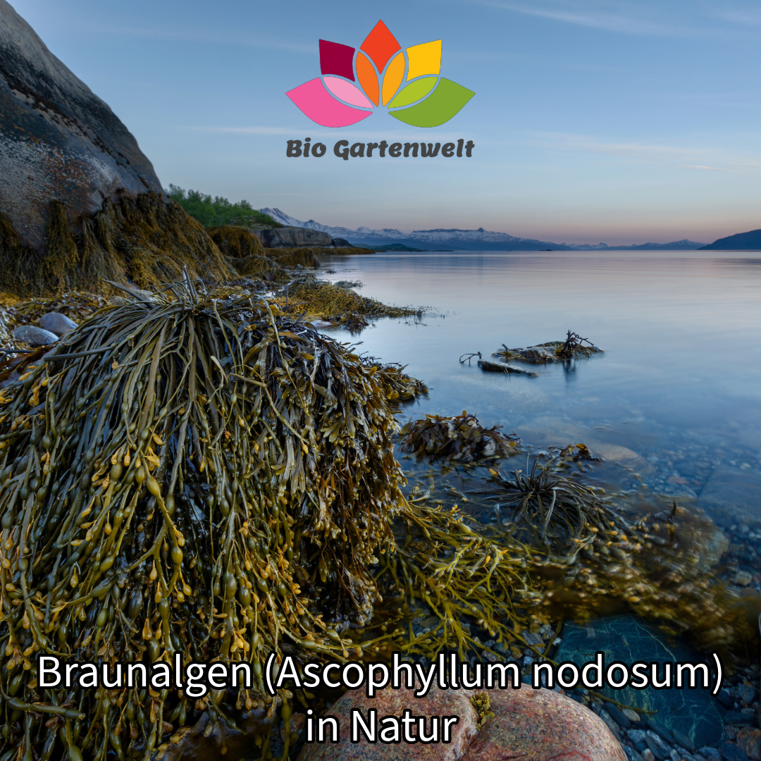 Braunalgen (Ascophyllum nodosum) in Natur