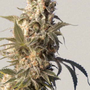 AK-47 Serious Seeds Produktbild