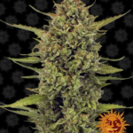 Acapulco Gold - Barney's Farm Produktbild