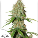 Auto Brooklyn Sunrise - Dutch Passion Produktbild