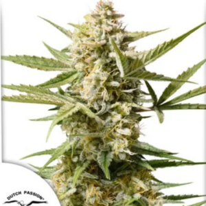 Auto Cinderella Jack - Dutch Passion Produktbild