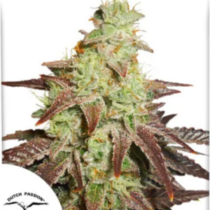 Auto Night Queen - Dutch Passion Produktbild