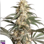 Black Lebanon - Super Sativa Seed Club Produktbild