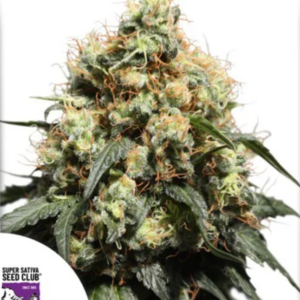 Bruce Lemon Diesel - Super Sativa Seed Club Produktbild