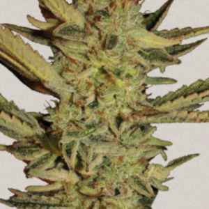 Bubble Gum - Serious Seeds Produktbild