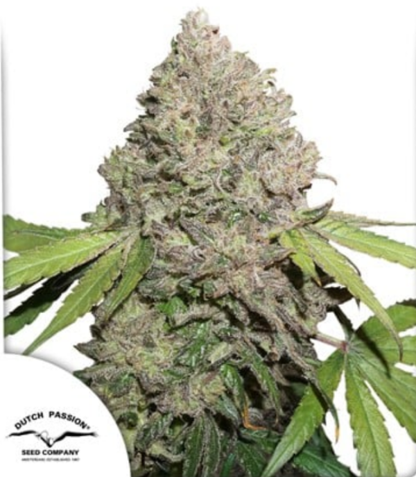 CBD Charlotte's Angel - Dutch Passion Produktbild