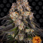 Girl Scout Cookies - Barney's Farm Produktbild