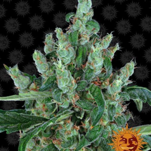 Laughing Buddha - Barney's Farm Produktbild