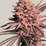 Seriotica - Serious Seeds Produktbild