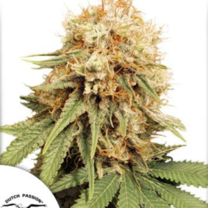 White Widow - Dutch Passion Produktbild