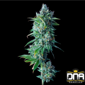 24k Gold - DNA Genetics Produktbild