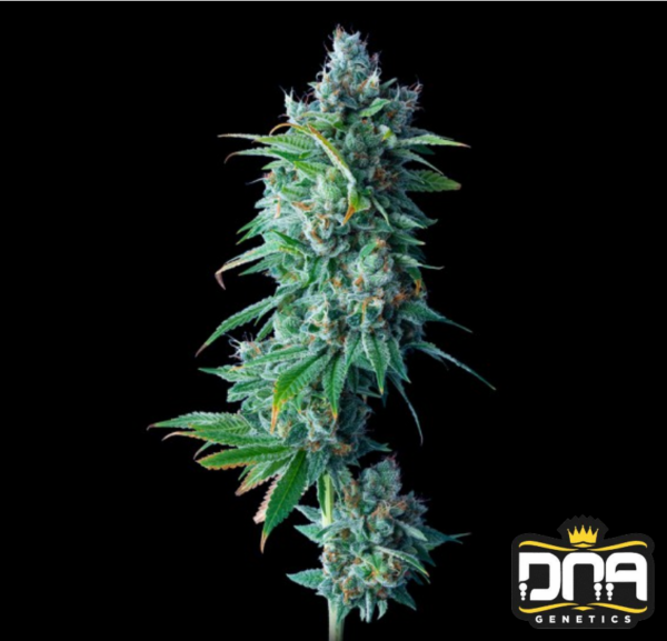 24k Gold - DNA Genetics Produktbild