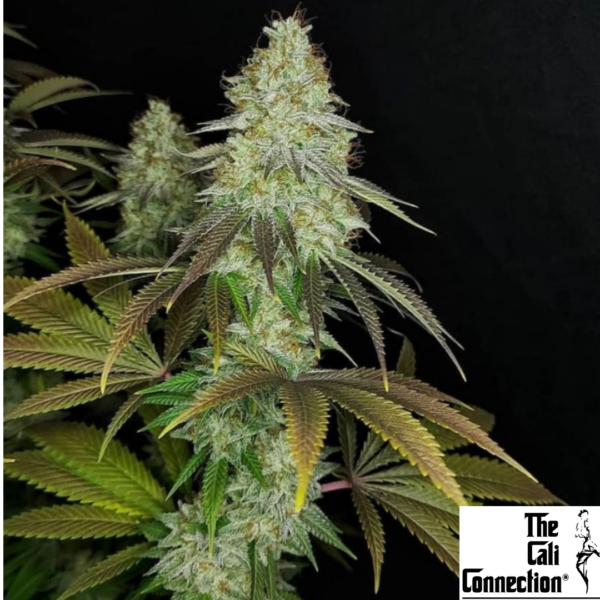 818 Headband aka Sour OG - The Cali Connection Produktbild