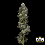 Bakers Delight - DNA Genetics Produktbild