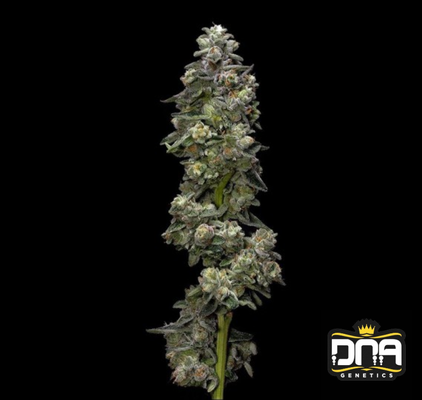 Bakers Delight - DNA Genetics Produktbild