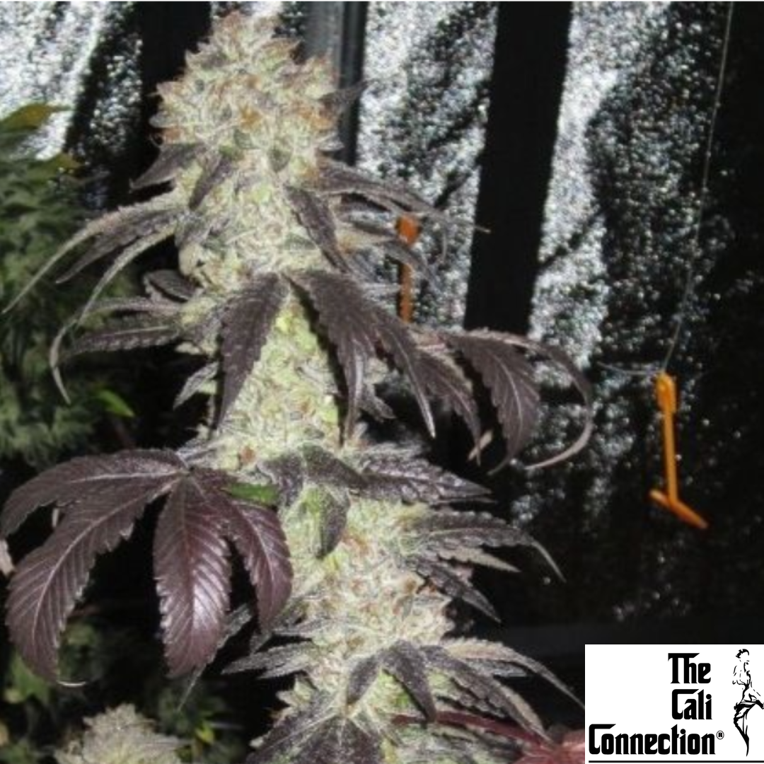 Black Kush - The Cali Connection Produktbild