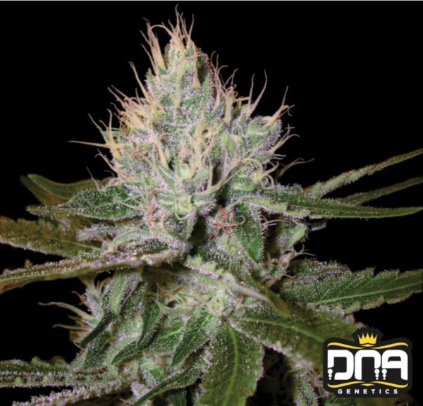 Cannalope Haze - DNA Genetics Produktbild