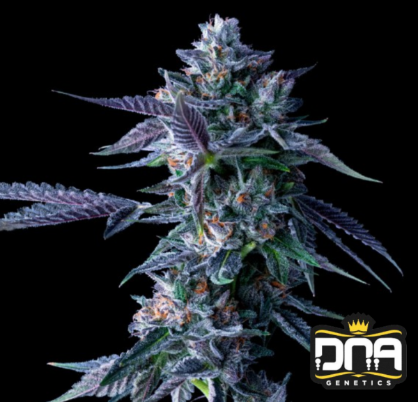 Chocolope - DNA Genetics Produktbild