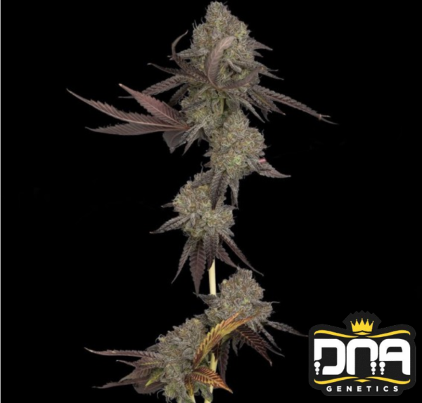 DNA Cake - DNA Genetics Produktbild