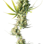 Durban - Sensi Seeds Produktbild