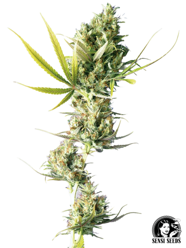 Durban - Sensi Seeds Produktbild