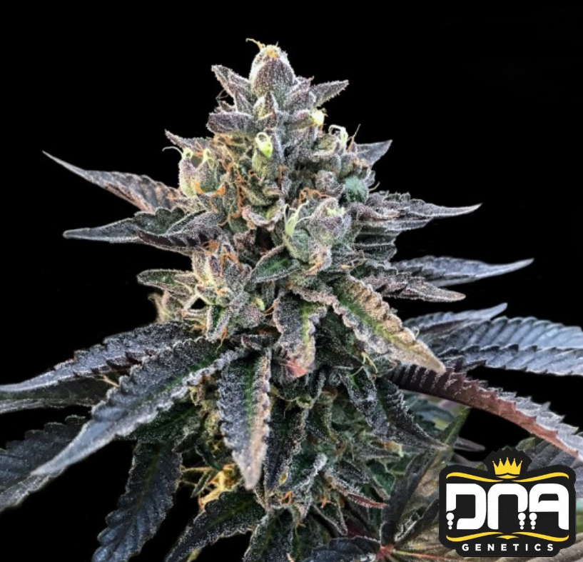 Gelato Sorbet - DNA Genetics Produktbild