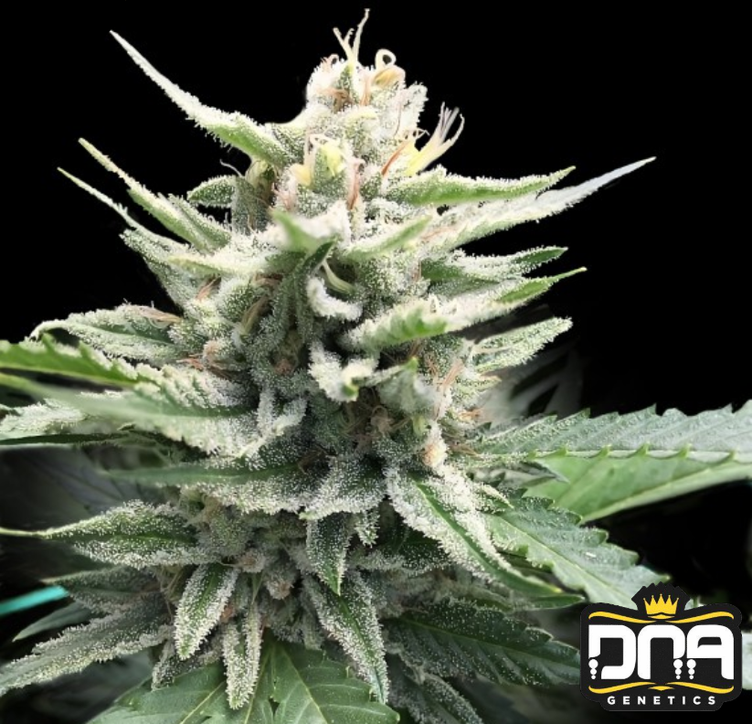 Honey Banana - DNA Genetics Produktbild