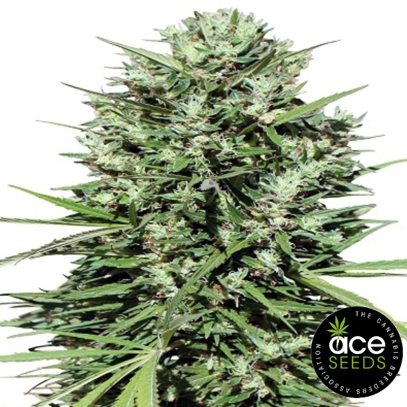 Marocco Beldia Kif - Ace Seeds Landrasse Produktbild