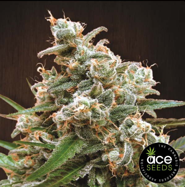 Nepal Jam - ACE Seeds Landrassen Hybrid