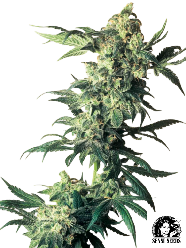 Northern Lights - Sensi Seeds Produktbild