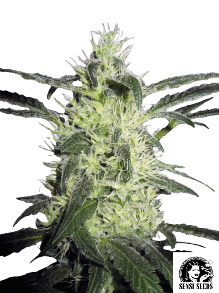 Silver Haze - Sensi Seeds Produktbild