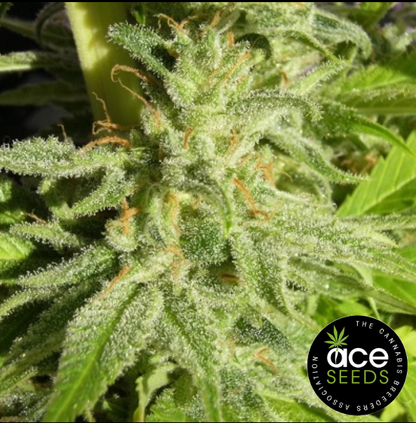 Orient Express - ACE Seeds Produktbild