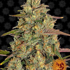 Amnesia Lemon - Barney's Farm Produktbild