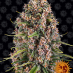 Blue Cheese - Barney's Farm Produktbild