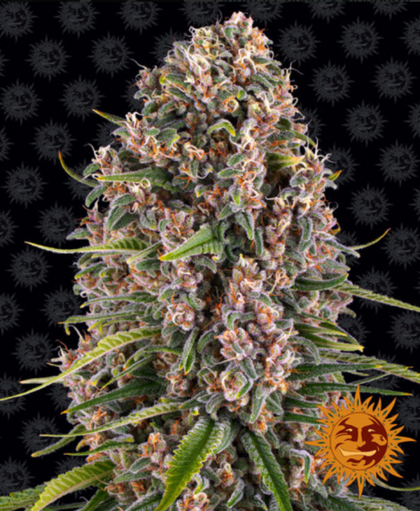 Blue Cheese - Barney's Farm Produktbild