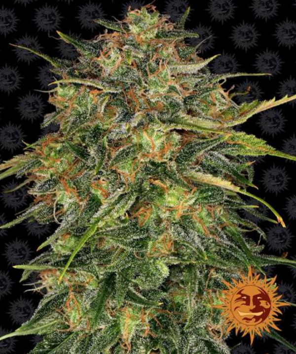 Cheese - Barney's Farm Produktbild