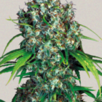 Double Dutch - Serious Seeds Produktbild