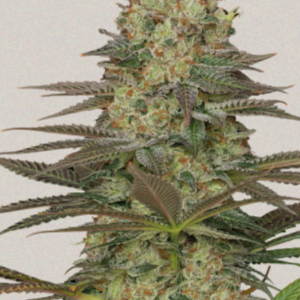 Seriosa - Serious Seeds Produktbild