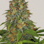 Strawberry AK - Serious Seeds Produktbild