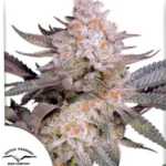 Orange Bud 2.0 - Dutch Passion Produktbild