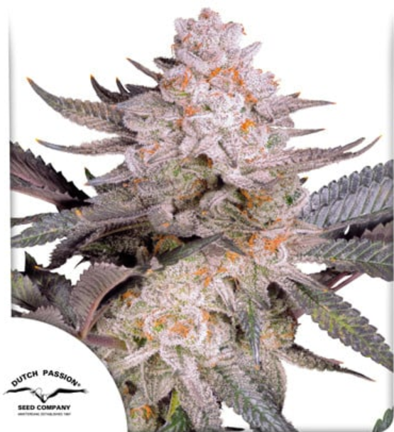 Orange Bud 2.0 - Dutch Passion Produktbild