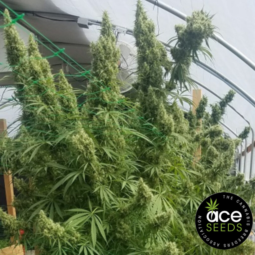 Honduras Ace Seeds Produktbild
