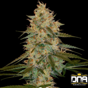 Chocolope Kush - DNA Genetics Produktbild