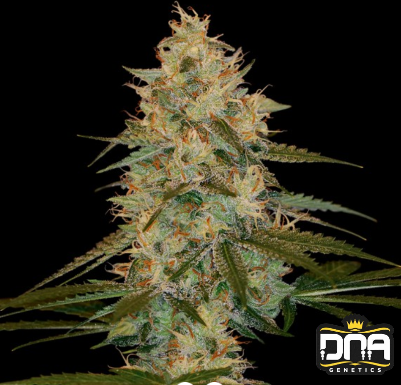 Chocolope Kush - DNA Genetics Produktbild