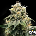 Chocolope Truffle Shuffle (C.T.S.) - DNA Genetics Produktbild