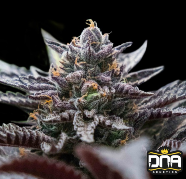 Double Stuffed Sorbet - DNA Genetics Produktbild