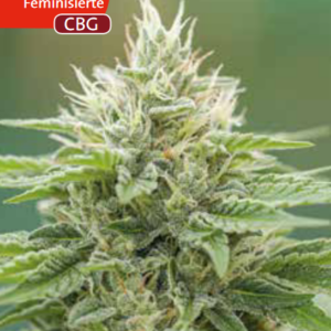 Eboshi CBG - Medical Seeds