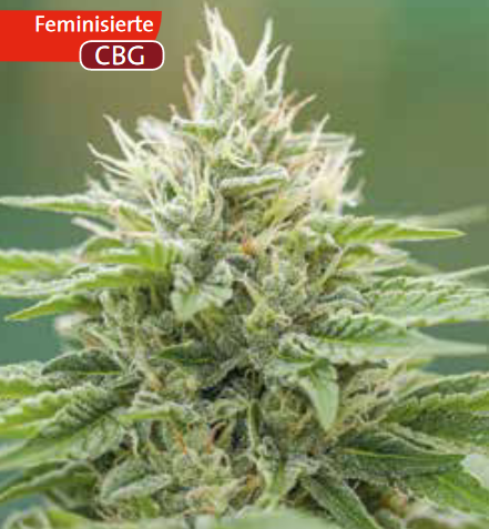 Eboshi CBG - Medical Seeds