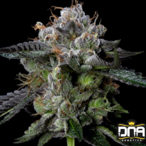 Four Prophets - DNA Genetics Produktbild