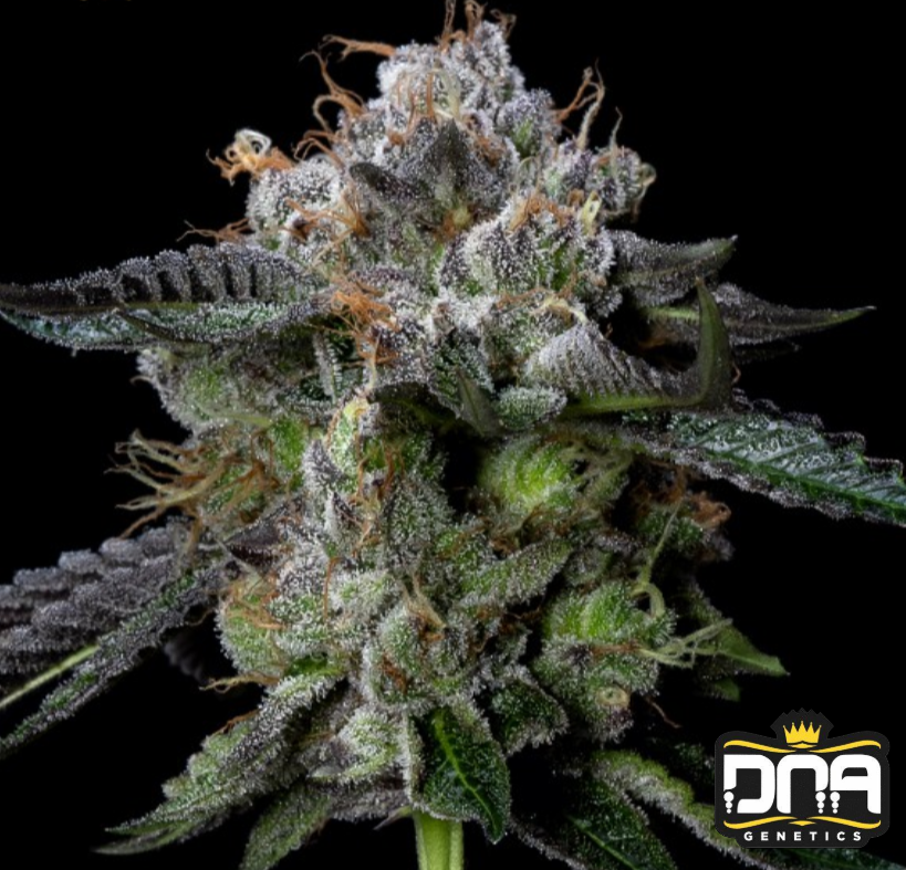 Four Prophets - DNA Genetics Produktbild